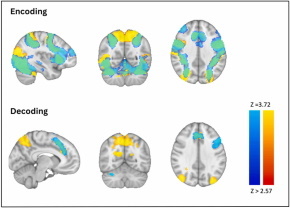 "Composite image of a human brain shown from six angles, highlighting regions of neural activity during encoding and decoding phases of working memory." (From &ldquo;Brain activity during working memory in patients with autoimmune Addison's disease,&rdquo; by A. van&rsquo;t Westeinde et al., 2024, Psychoneuroendocrinology, 170, Article 107195, https://doi.org/10.1016/j.psyneuen.2024.107195. CC BY 4.0)