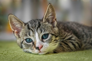 "Close-up of a European Shorthair cat with striped fur, sitting outdoors and looking directly at the camera." (Image by guvo59, 2024, from Pixabay, https://pixabay.com/photos/european-shorthair-cat-animal-8601492/)