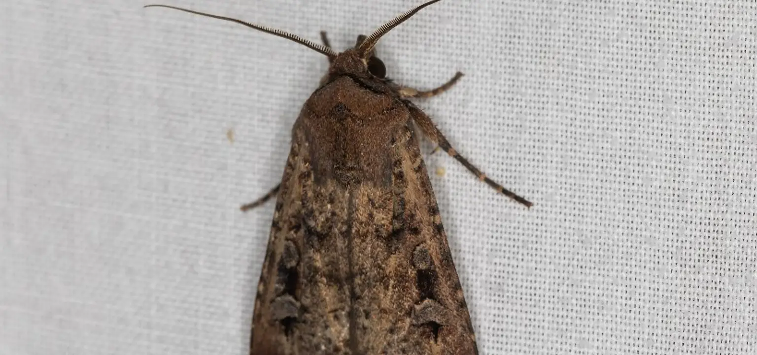 A brown both on a fabric background