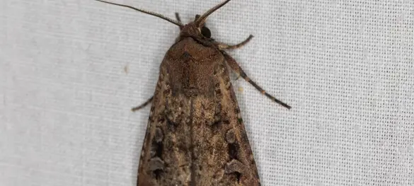 A brown both on a fabric background