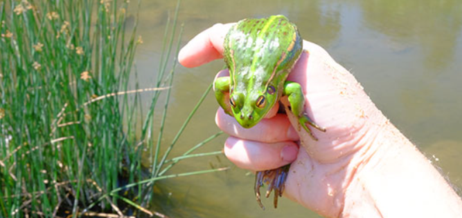 Frog